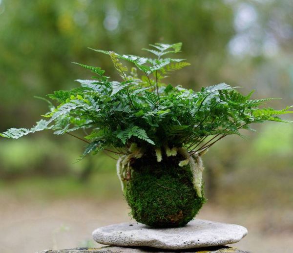 DIY : Tout savoir sur l'art végétal du kokedama