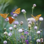 En semant des plantes d'espèces différentes, les papillons reviendront butiner votre jardin.