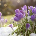 Grâce à ce calendrier de floraison, votre jardin retrouvera des couleurs pendant l'hiver.