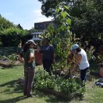 Cours de jardinage à la Ferme Communautaire de Taqwa, dans le Bronx, en septembre 2016.