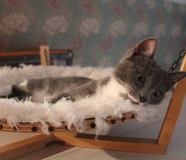 DIY : fabriquez un hamac tout doux pour votre chat