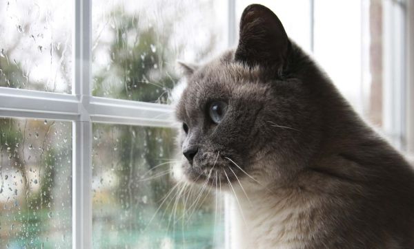 15 idées géniales pour que les chats regardent dehors