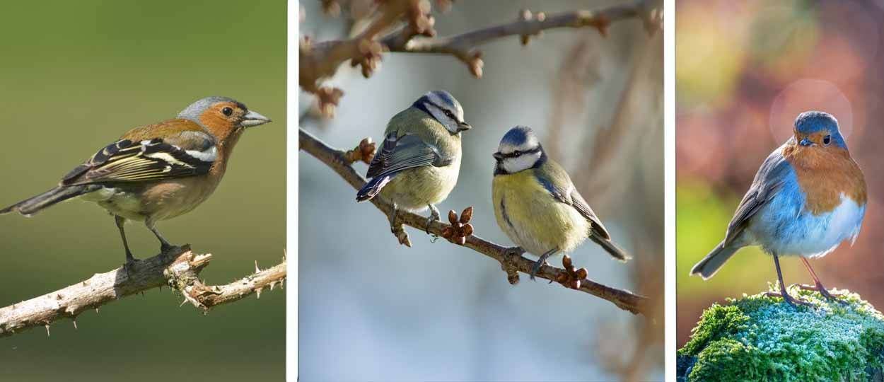 Petit guide pour reconnaitre les oiseaux de votre jardin
