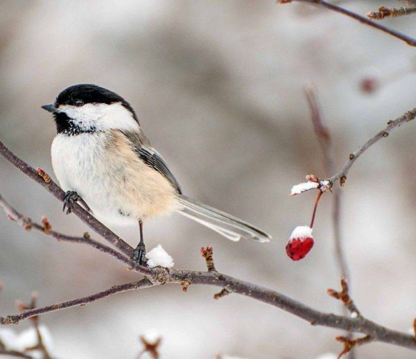 Comment prendre soin des oiseaux du jardin l'hiver ?