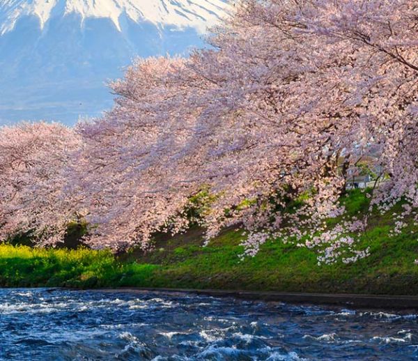 Au Japon, la poésie des cerisiers en fleurs