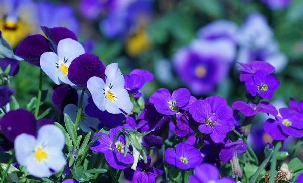 En mars, des fleurs colorées dans votre jardin