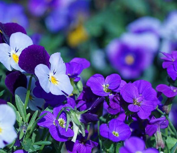 En mars, des fleurs colorées dans votre jardin