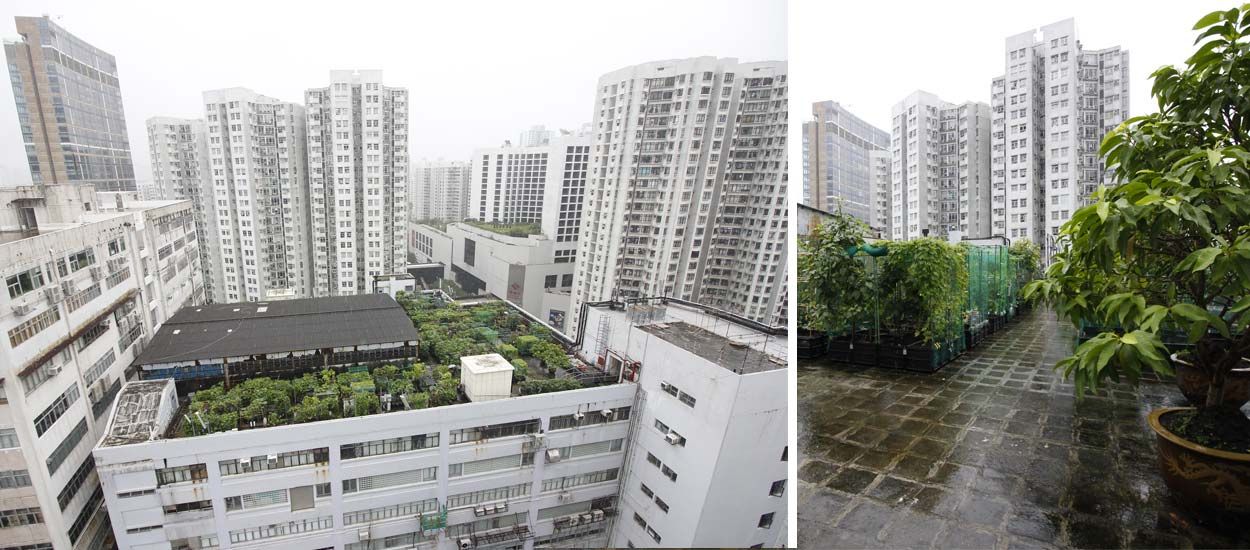 Hong Kong : Rencontre avec les jardiniers des gratte-ciel