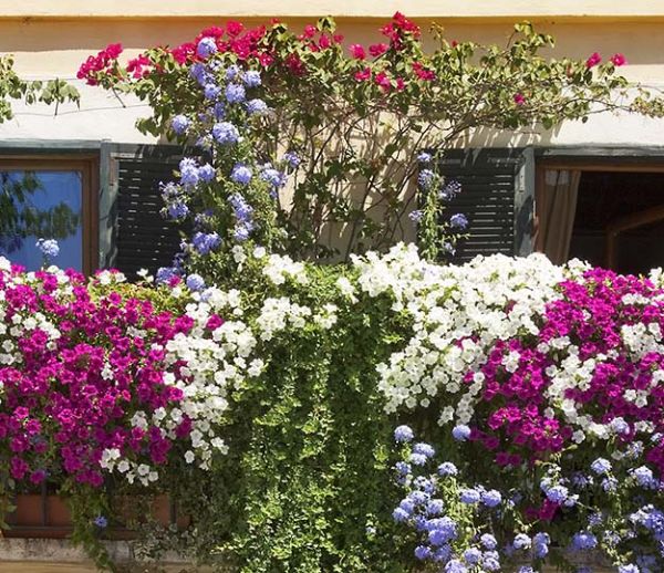 10 plantes pour mettre votre balcon à l'abri des regards