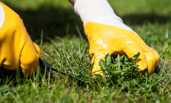 Comment désherber votre pelouse de manière écolo ?
