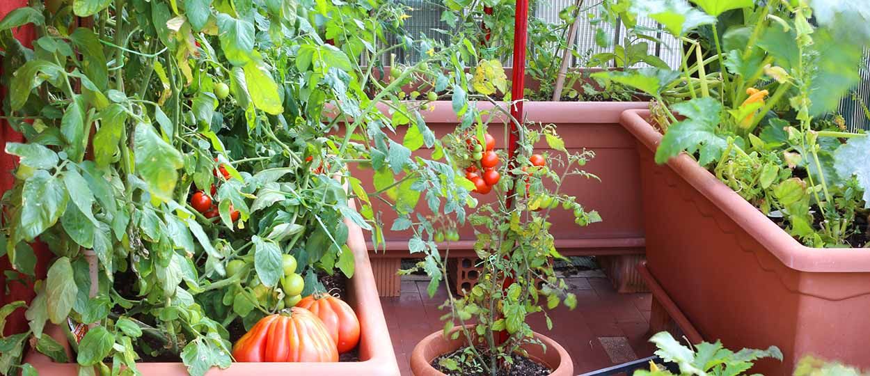 Un potager en permaculture sur votre balcon, c'est possible !