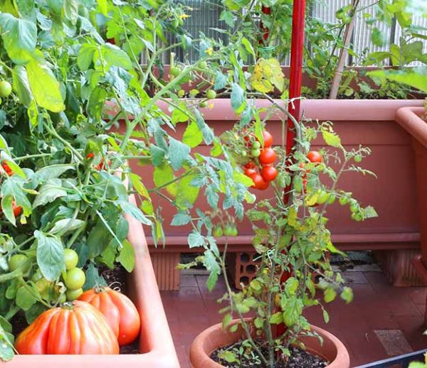 Un potager en permaculture sur votre balcon, c'est possible !