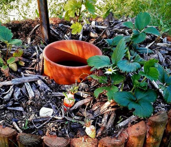 Découvrez les Oyas, ces pots en argile qui arrosent votre jardin tout seuls et économisent l'eau