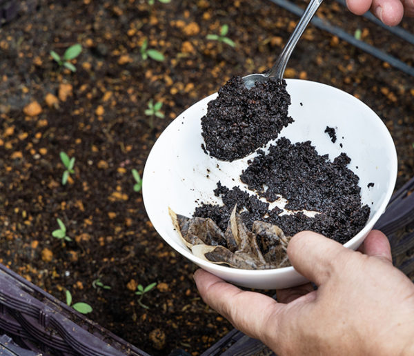 15 astuces écolo avec du marc de café à utiliser chez vous ou au jardin