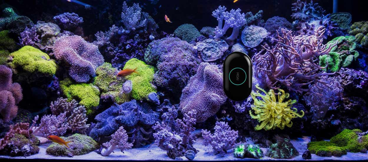 Ce robot intelligent s'occupe d'entretenir votre aquarium