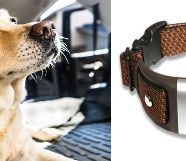 Ce collier connecté surveille la santé de votre chien