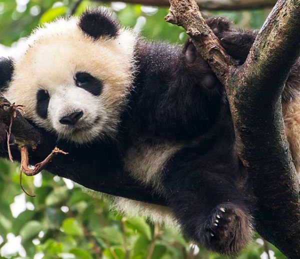 L'idée insolite et écolo : recycler les crottes de panda en mouchoirs et papier toilette