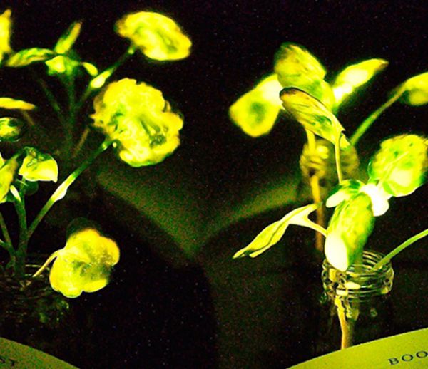 Ces chercheurs ont mis au point une plante capable d'éclairer toute une pièce !