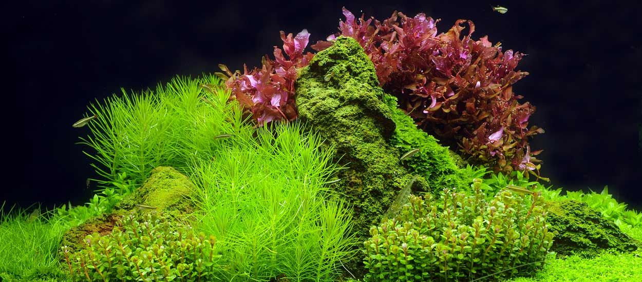 Aquascaping : transformez votre aquarium en paysage naturel !