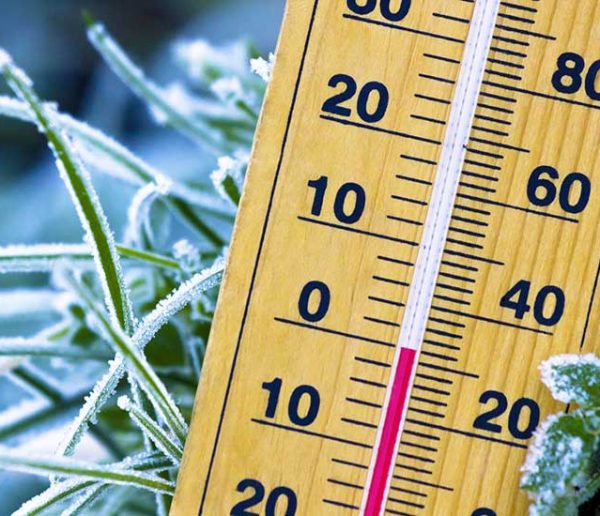 Vague de froid : 9 gestes de dernière minute pour protéger vos plantes d'extérieur
