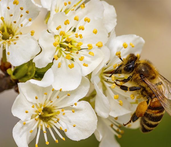 Un mini-hôpital pour sauver les abeilles de la disparition