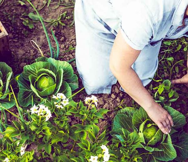 Fongicides naturels : Recettes écolos pour protéger vos fleurs et légumes des champignons