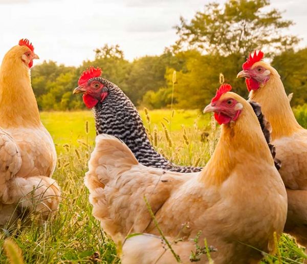 Une armée de poulets déployée en Chine pour utiliser moins d'insecticides