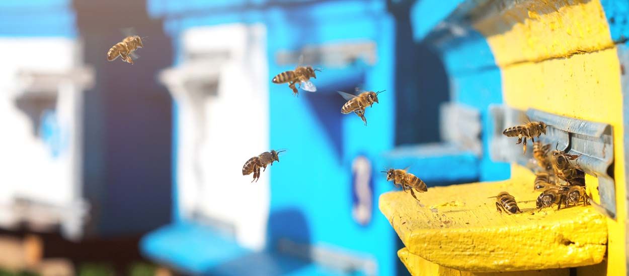 7 conseils pour installer une ruche dans son jardin