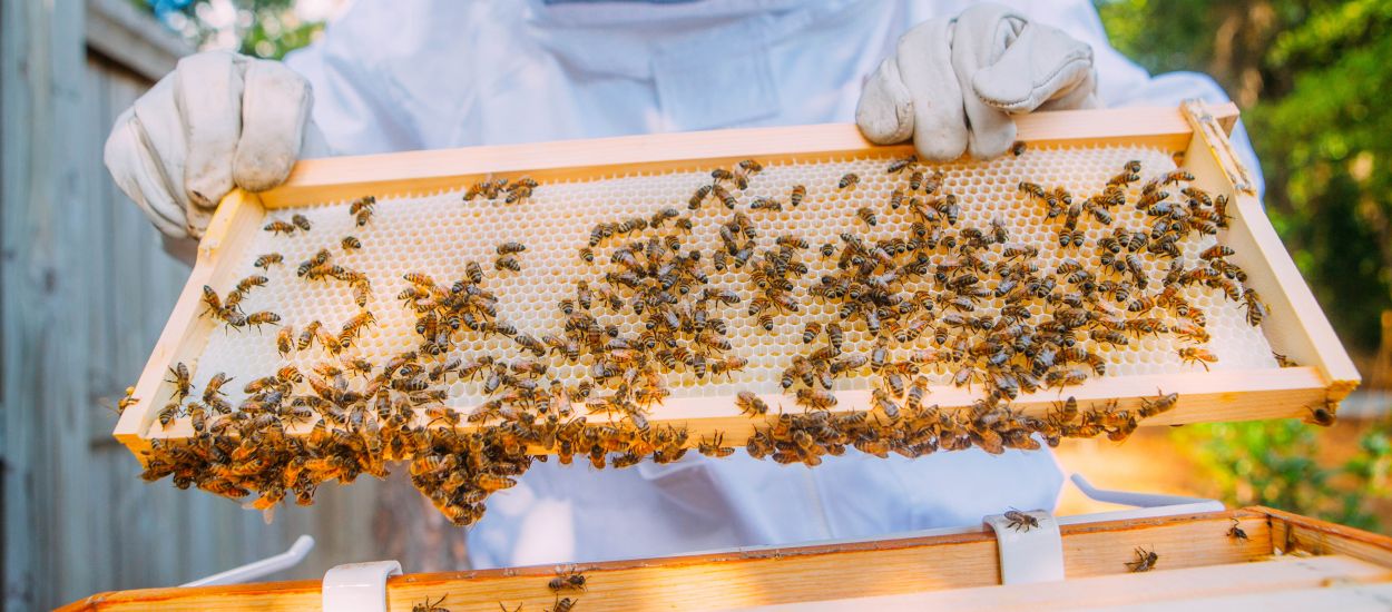 Des Français créent un boîtier connecté pour sauver les abeilles de l'extinction