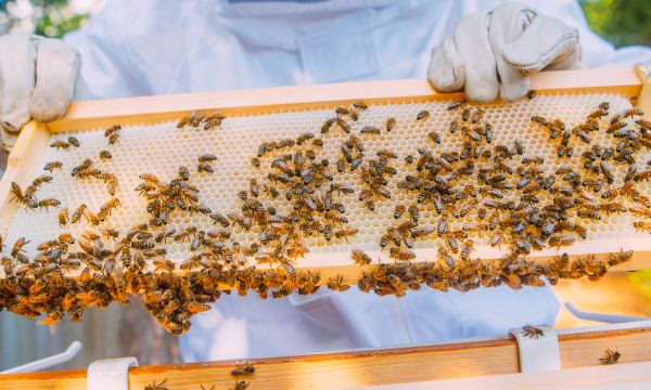 Des Français créent un boîtier connecté pour sauver les abeilles de l'extinction