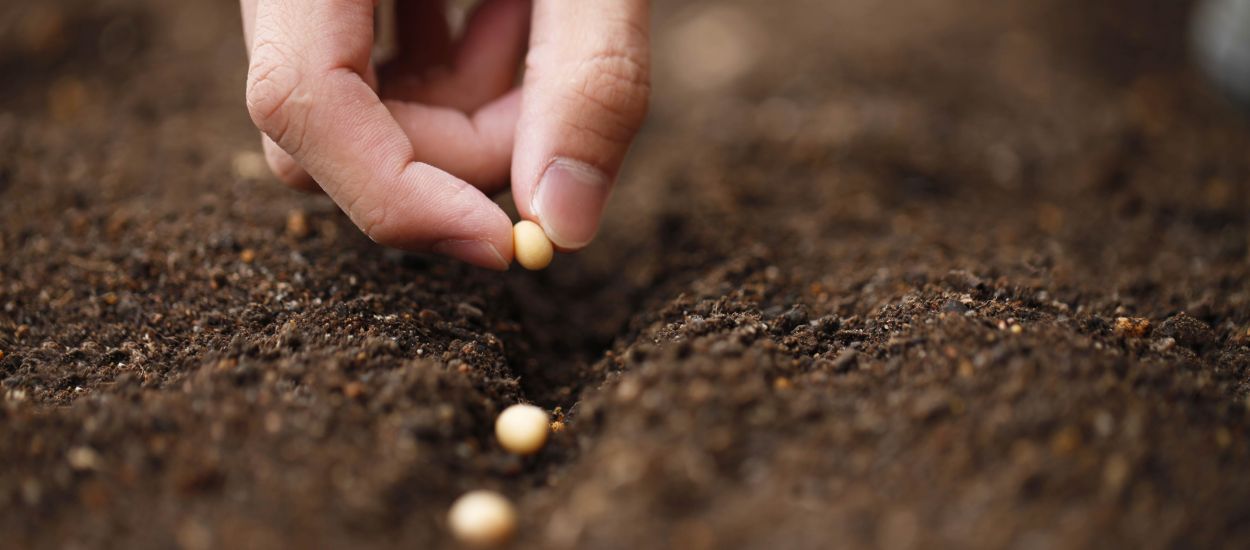 Tuto : Comment récolter vos propres graines et les conserver jusqu'à l'année prochaine ?
