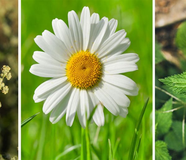 Quelles fleurs et plantes sauvages pouvez-vous manger dans votre jardin ?