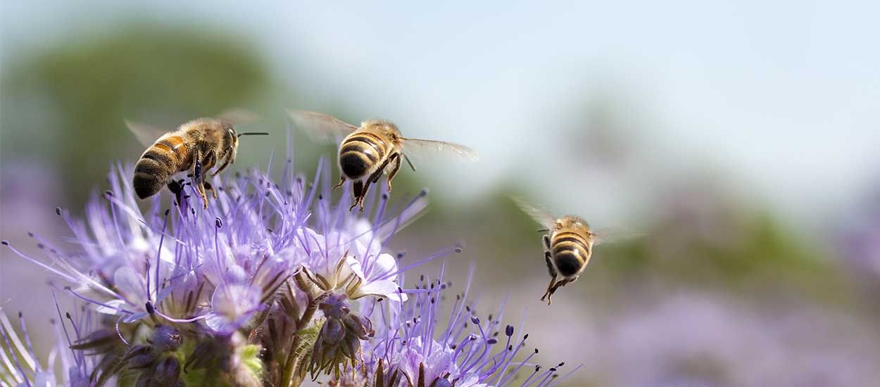 Fleurs et plantes aromatiques que vous pouvez planter pour nourrir et sauver les abeilles