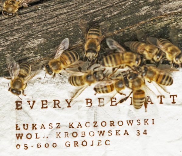 Vous voulez aider les abeilles ? Jetez ce papier dans votre jardin !