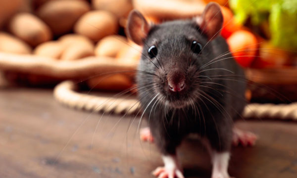 Rats, souris, mulots... Voici 8 méthodes pratiques et naturelles pour éloigner les rongeurs sans les tuer