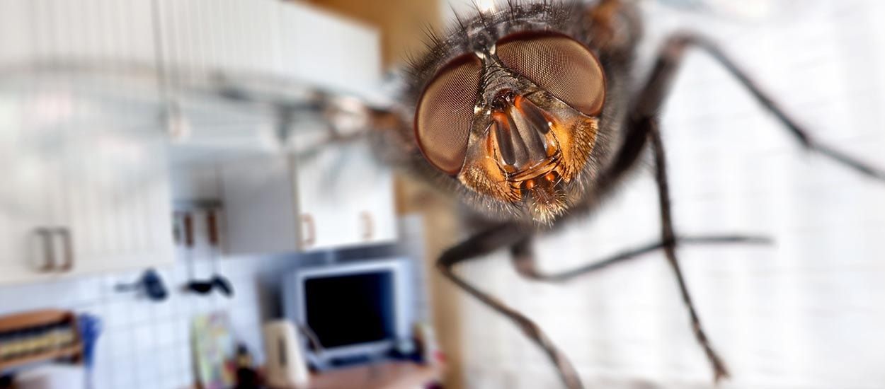 Comment se débarrasser des mouches dans sa maison de manière naturelle ?