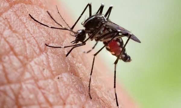 Insolite : Pour lutter contre les moustiques un maire les interdit dans sa commune