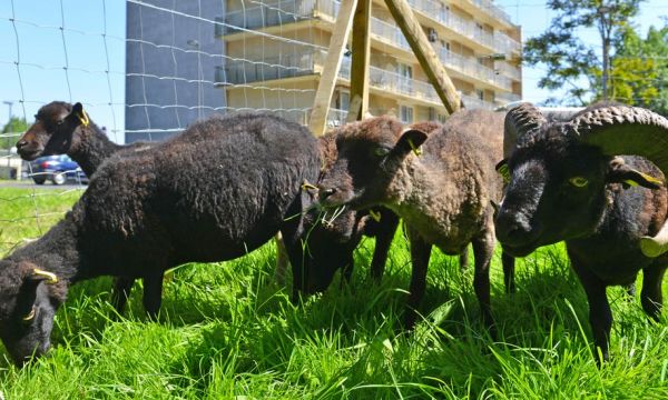 Est-ce une bonne idée d'utiliser des moutons pour tondre l'herbe de son jardin ?