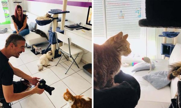 Ce couple a changé de vie et transformé son appartement en pension pour chats