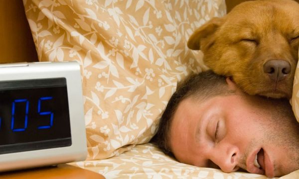 Vous voulez dormir avec votre animal ? Voici 5 conseils pratiques pour une nuit sans encombre