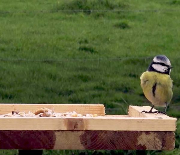 Tuto : Fabriquez une mangeoire à oiseaux pour les nourrir cet hiver