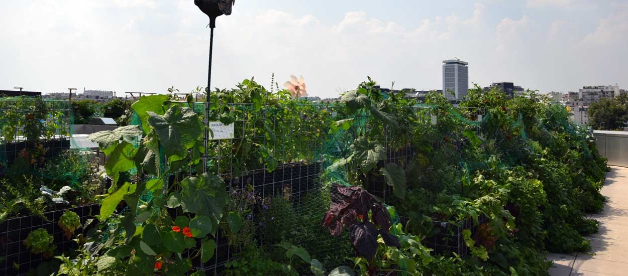 Un potager partagé sur les toits de Paris, une nouvelle façon de jardiner ensemble