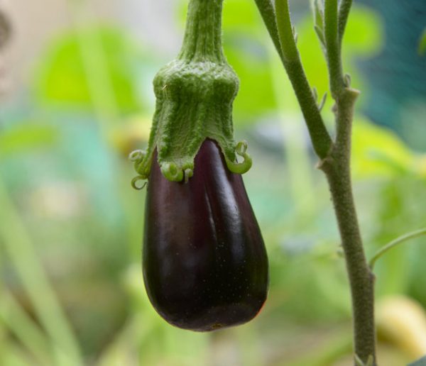 Voici comment faire pousser des mini légumes sur votre balcon ou dans le salon !