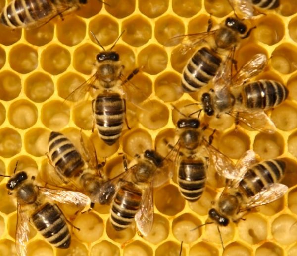 Les 200 000 abeilles de la cathédrale Notre-Dame sont sauvées !