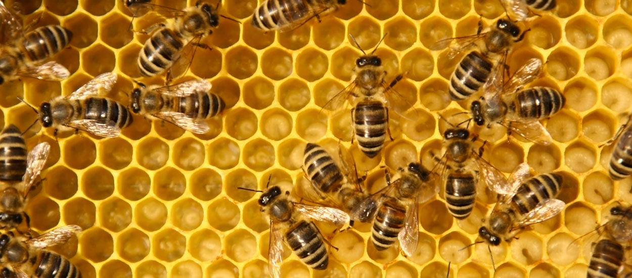 Les 200 000 abeilles de la cathédrale Notre-Dame sont sauvées !