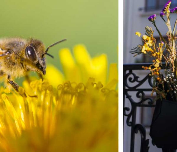 Nourrissez les abeilles sur votre balcon avec ce kit de fleurs à planter