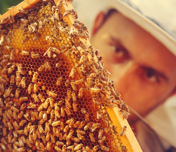 Pour venir en aide aux apiculteurs, parrainez ces ruches connectées  !