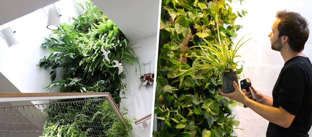Quel mur végétal intérieur choisir : naturel, artificiel ou stabilisé ?