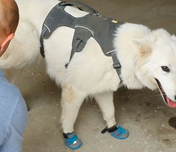 Voici le premier chien en France capable de détecter la mérule, ce champignon qui détruit les maisons