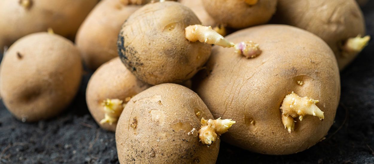 6 astuces anti-gaspi pour ne pas jeter les pommes de terre germées (et utiliser l'eau de cuisson)
